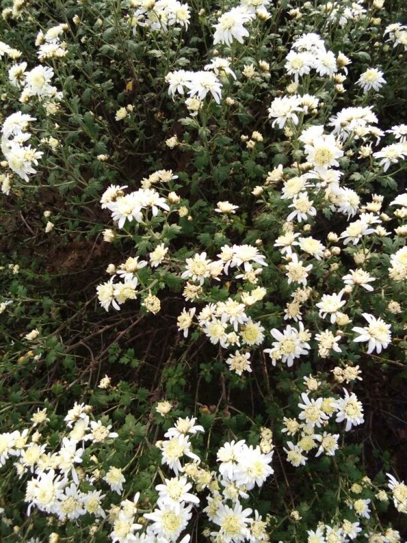 药用菊花散装