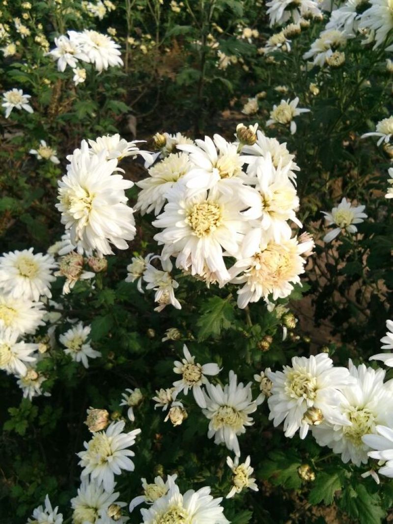 药用菊花散装