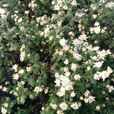 药用菊花散装