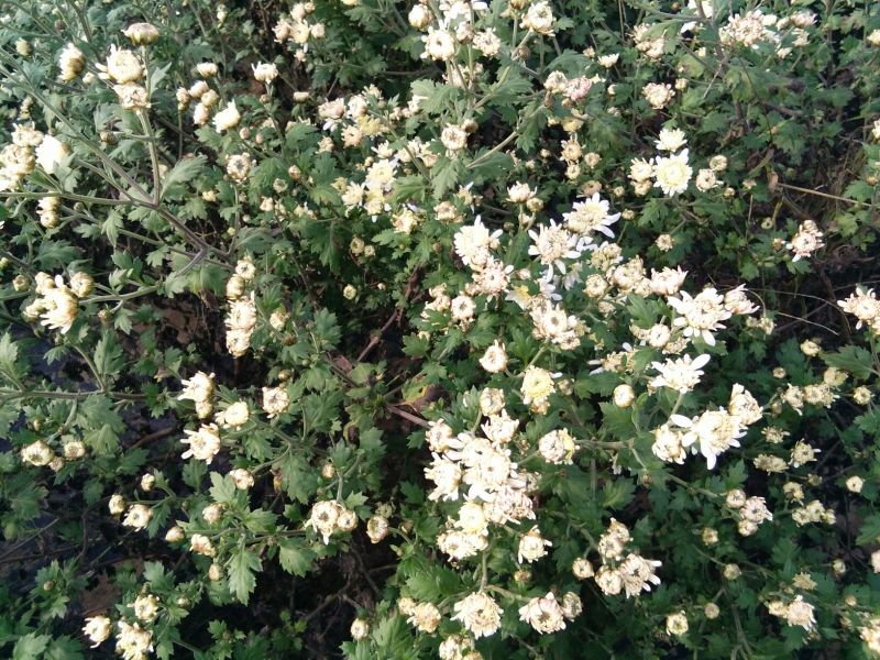 药用菊花散装