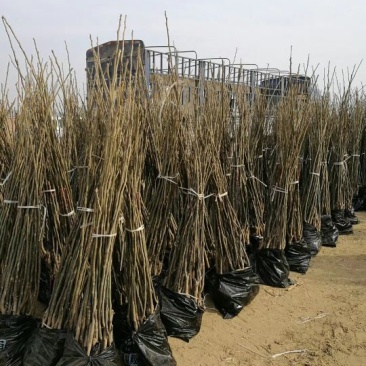 香玲核桃苗二年苗100~150cm