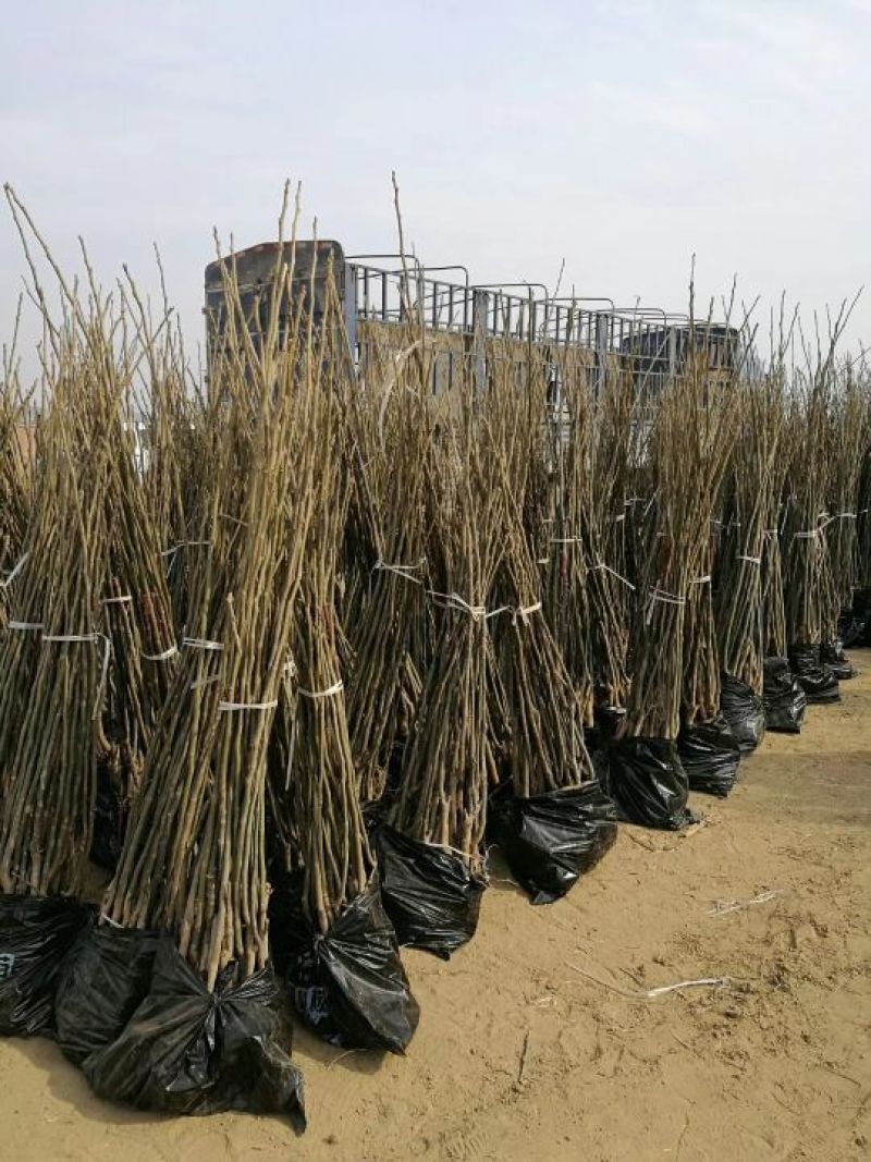 香玲核桃苗二年苗100~150cm