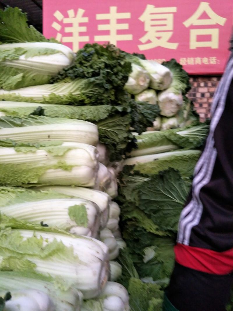 麻叶青白菜4~6斤净菜质量保证现采现发