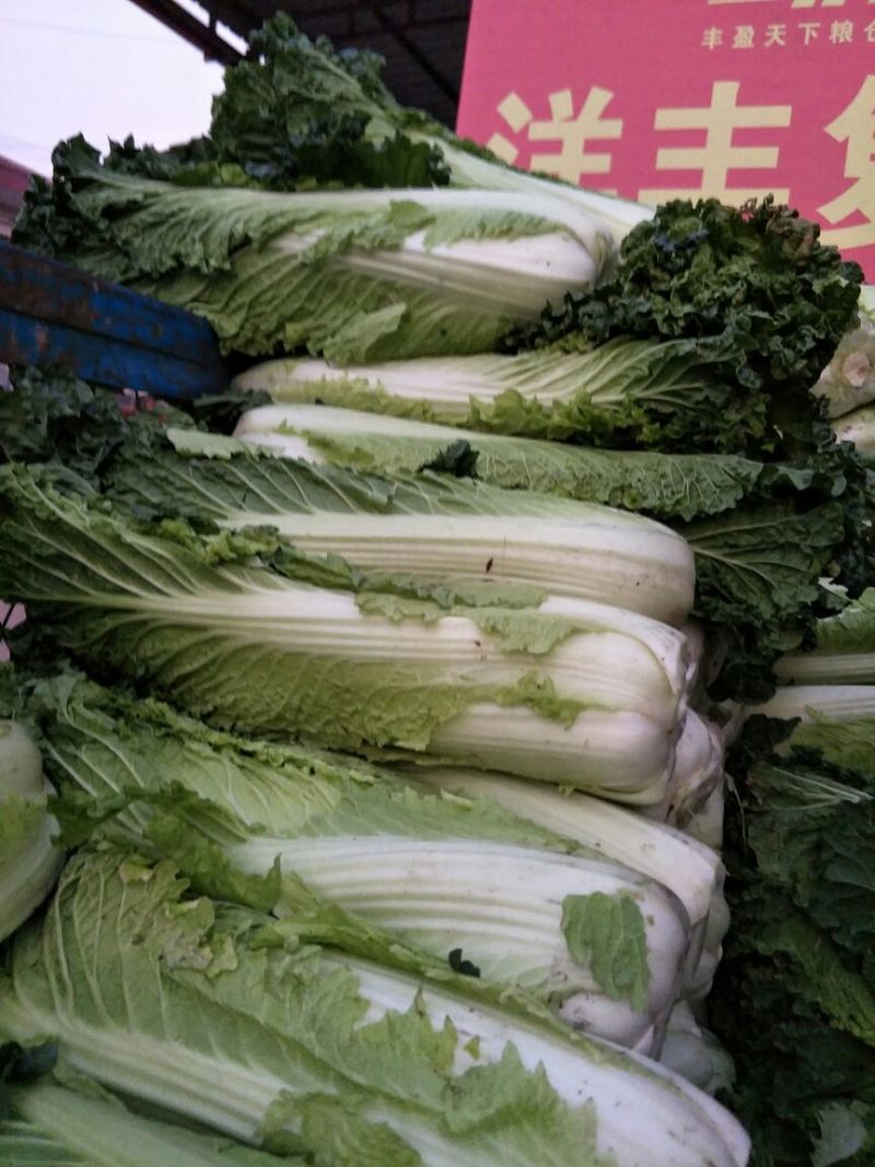 麻叶青白菜4~6斤净菜质量保证现采现发