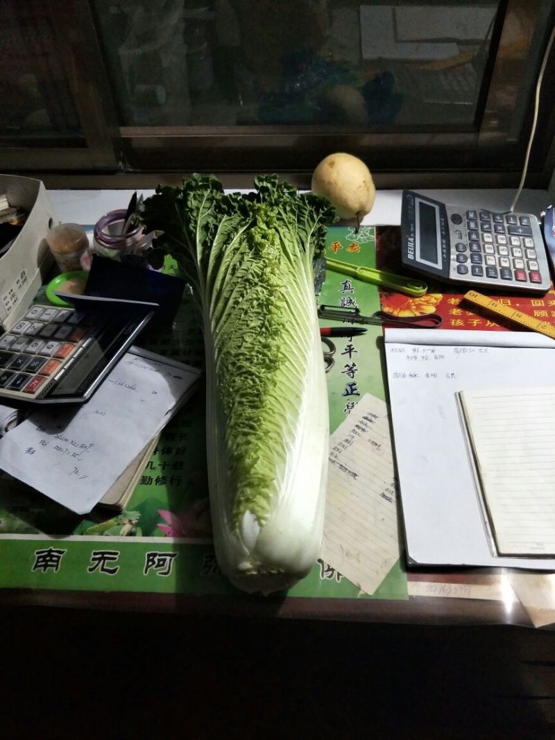 麻叶青白菜4~6斤净菜质量保证现采现发