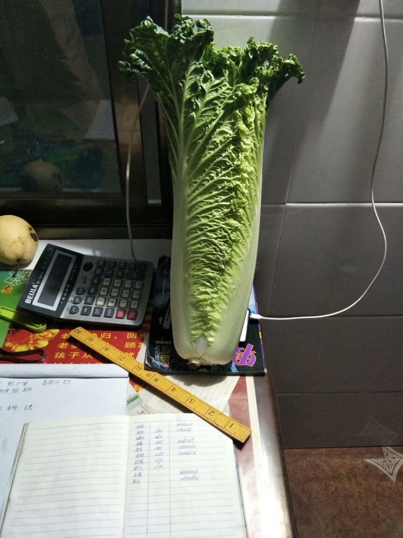 麻叶青白菜4~6斤净菜质量保证现采现发