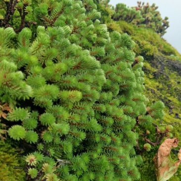多肉植物不含盆