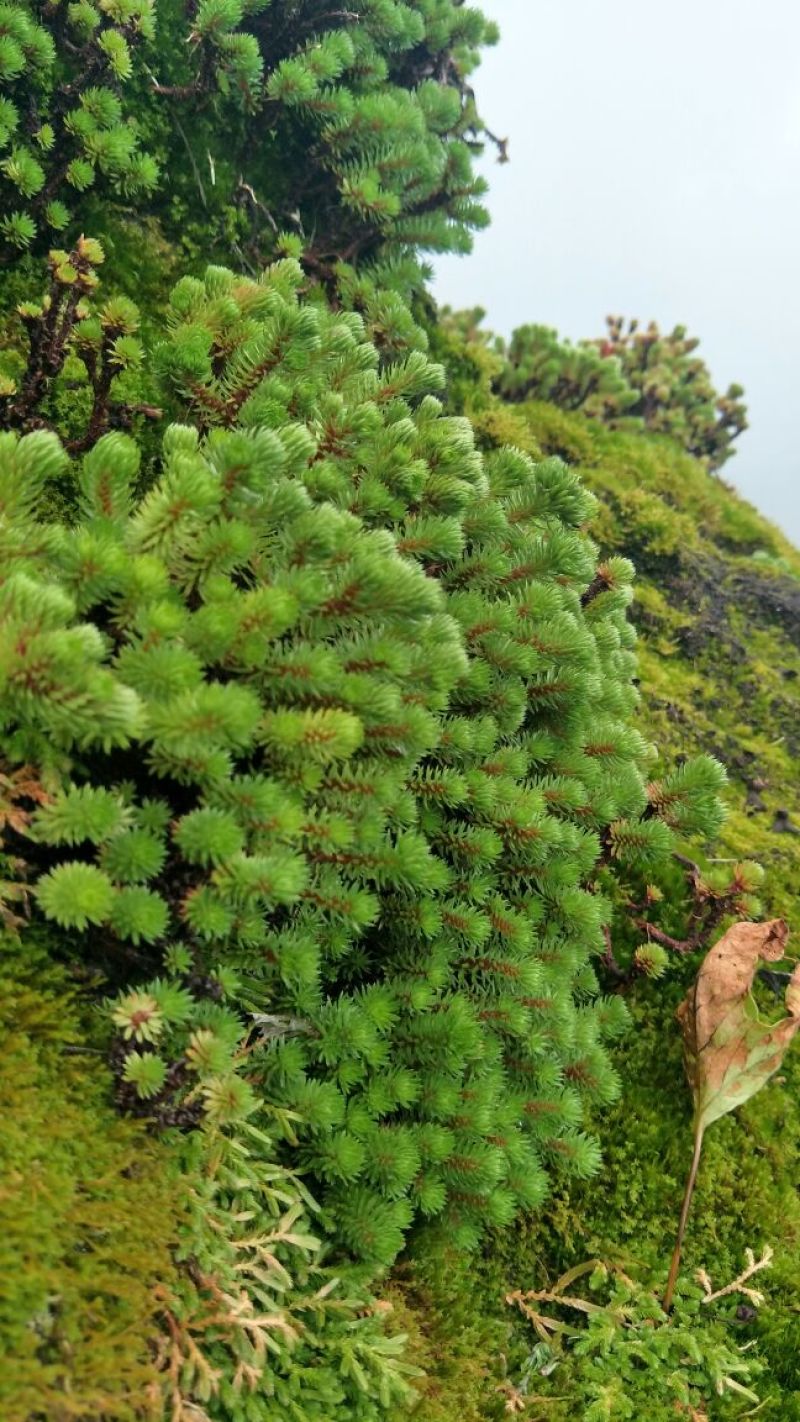 多肉植物不含盆