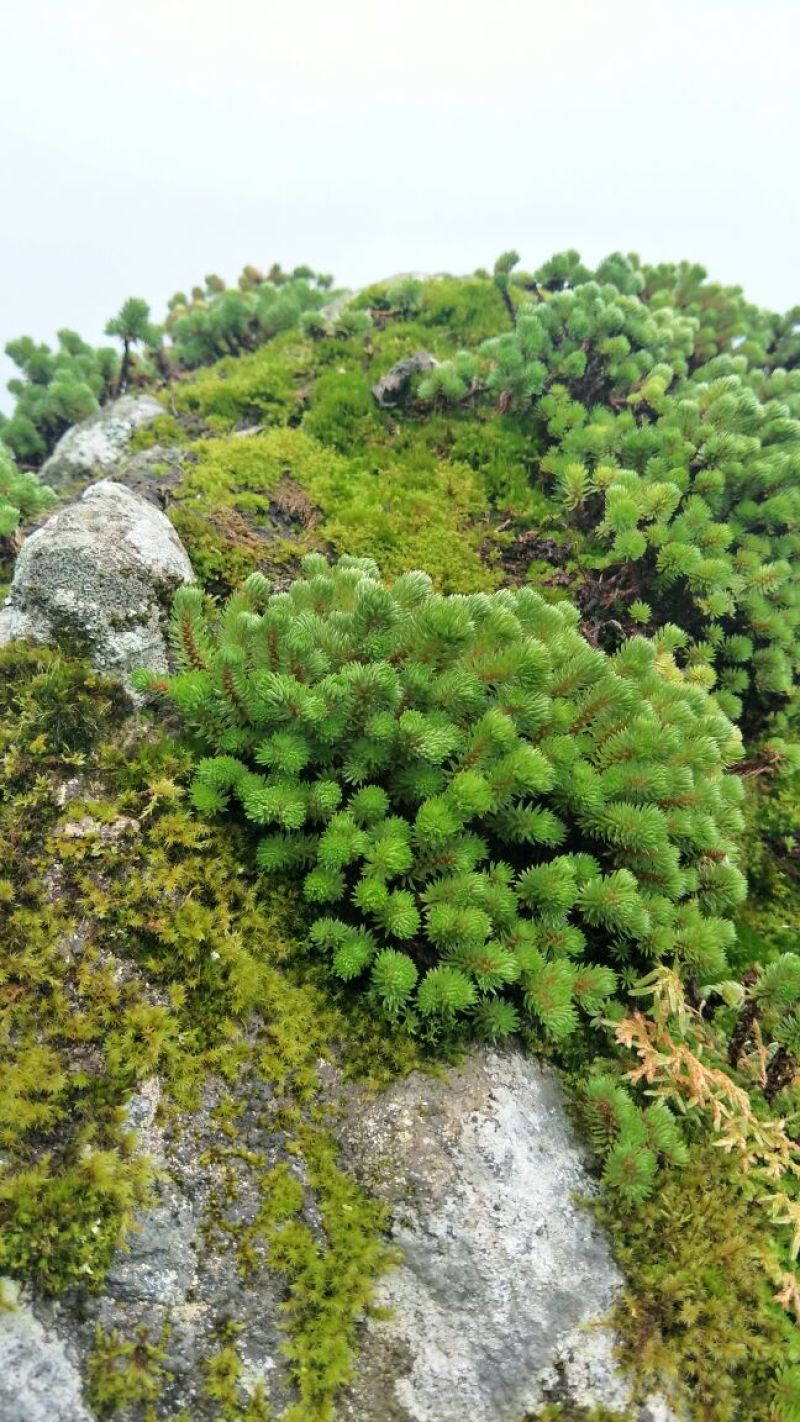 多肉植物不含盆