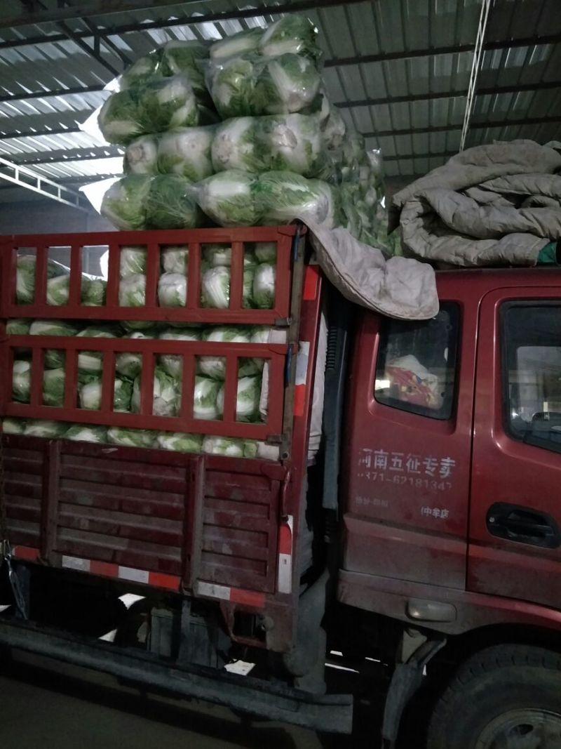 秦白2号白菜4~6斤净菜散装袋装都可，质量很好