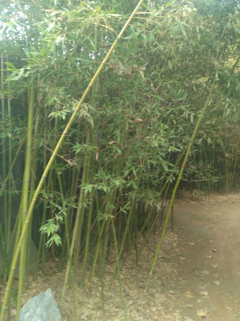 早园竹2~3m