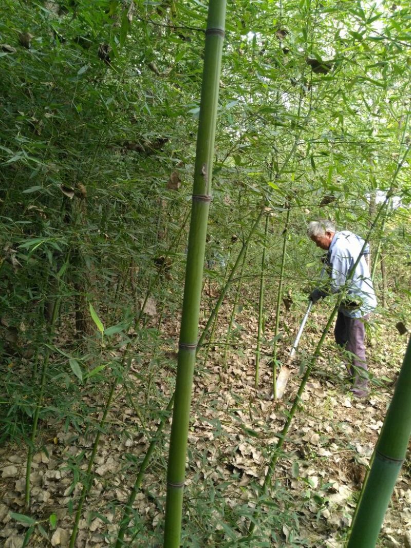 早园竹2~3m