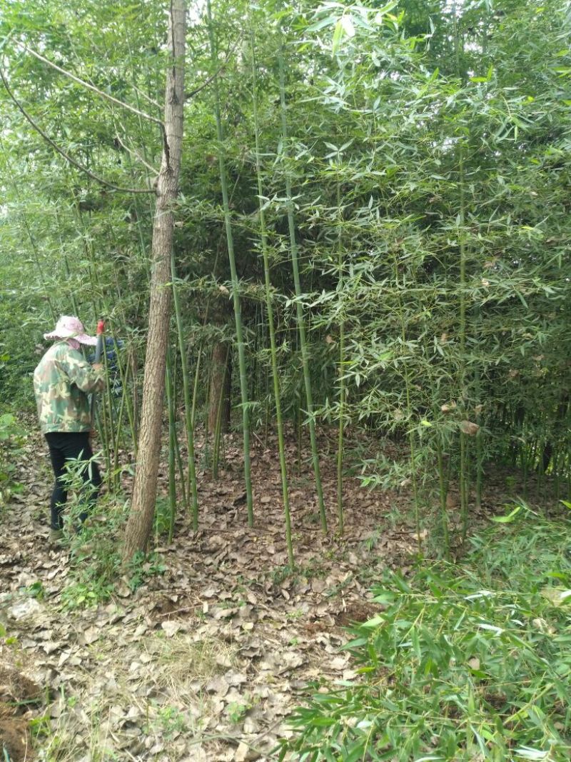 早园竹2~3m