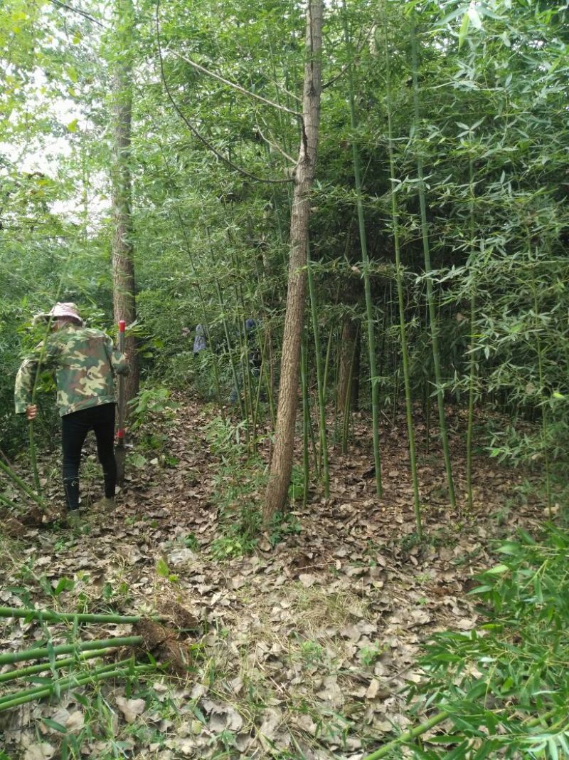 早园竹2~3m