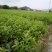 沃柑苗30~50cm