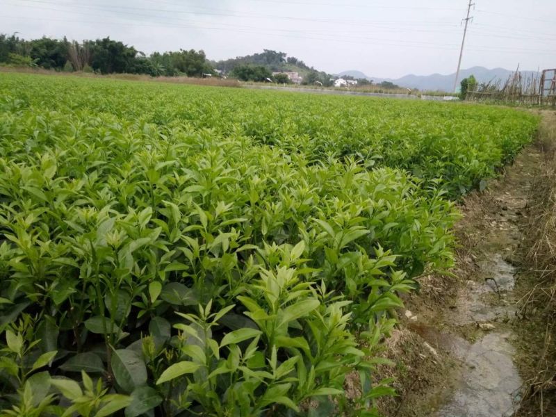 沃柑苗30~50cm