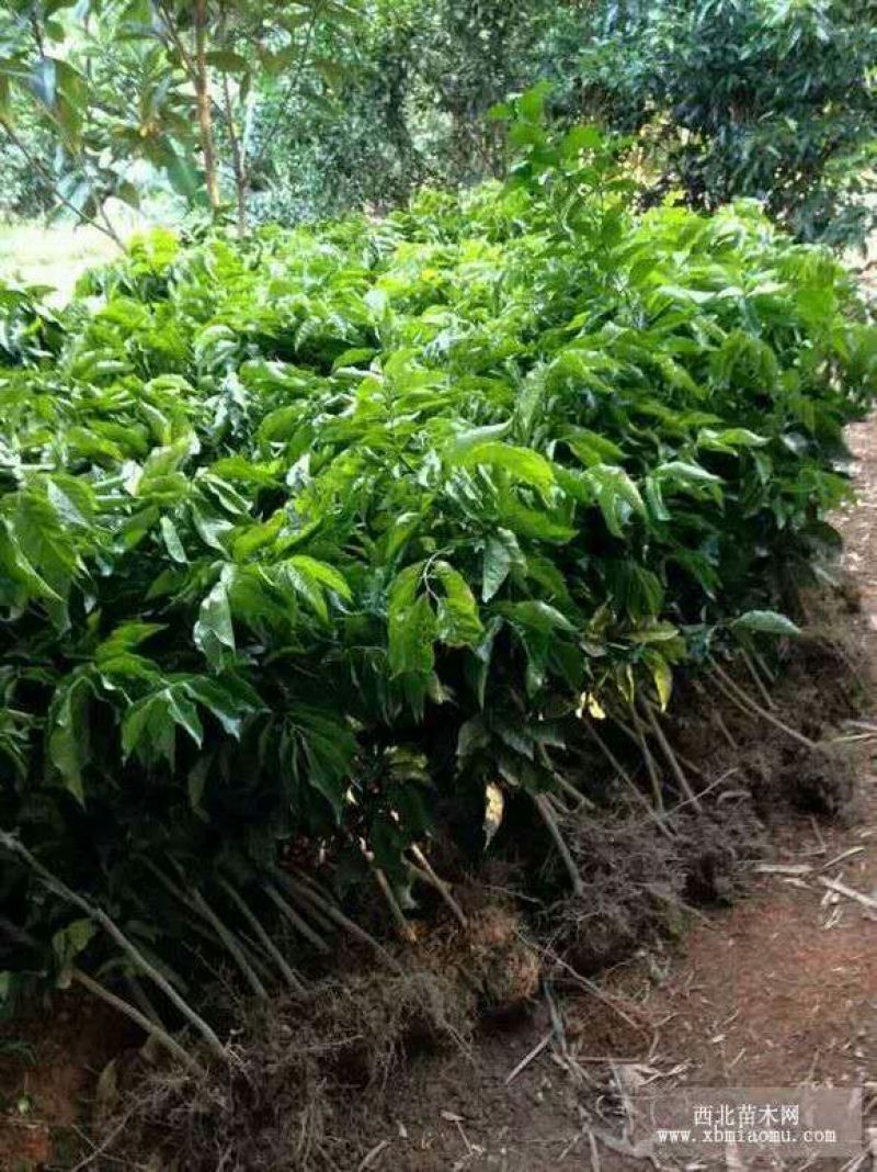 黄皮果苗无核鸡心黑黄皮品种