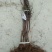 红色之爱苹果苗品种货真价实119~06红肉苹果苗红苹果