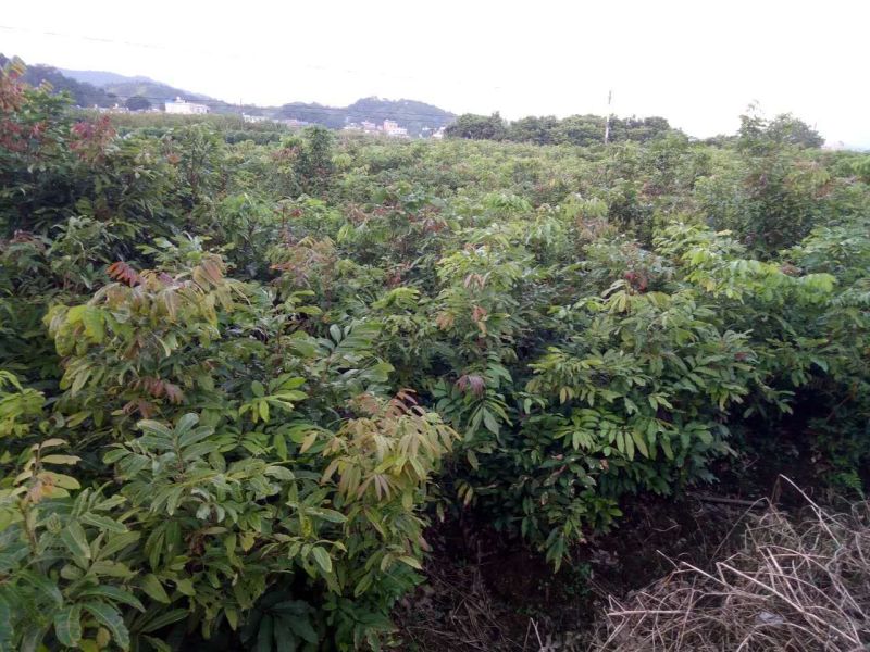 龙眼树苗石夹，储良品种苗