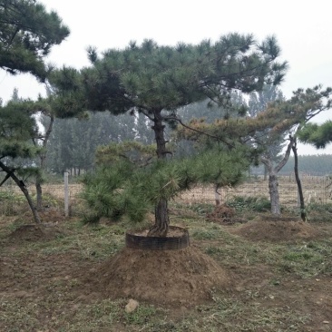 造型松6公分