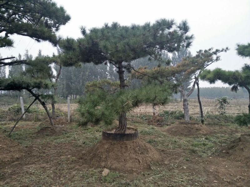 造型松6公分