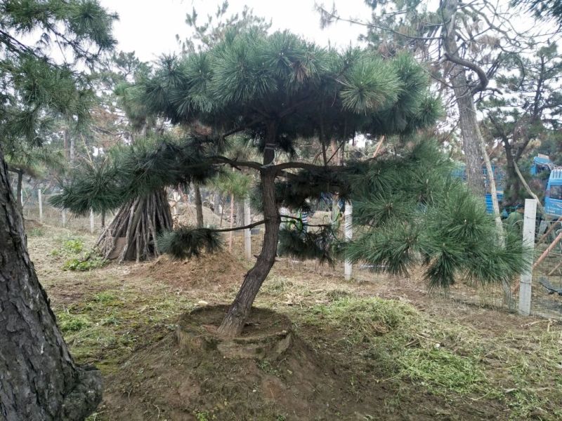造型松6公分