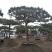 造型松6公分