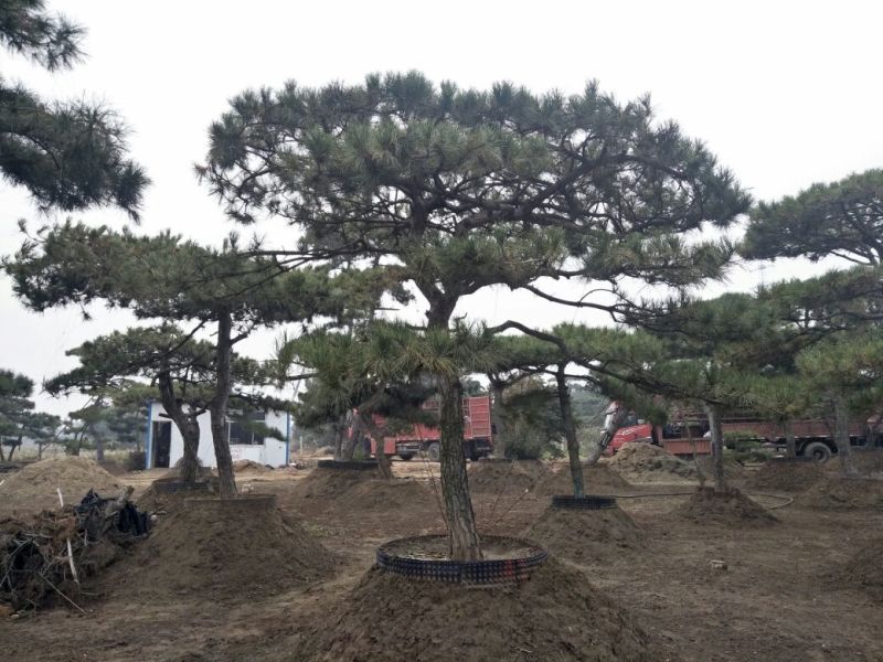 造型松6公分