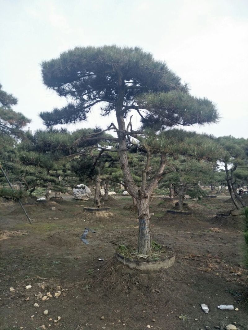 造型松6公分
