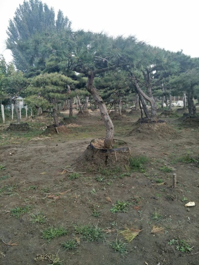 造型松6公分
