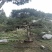 造型松6公分
