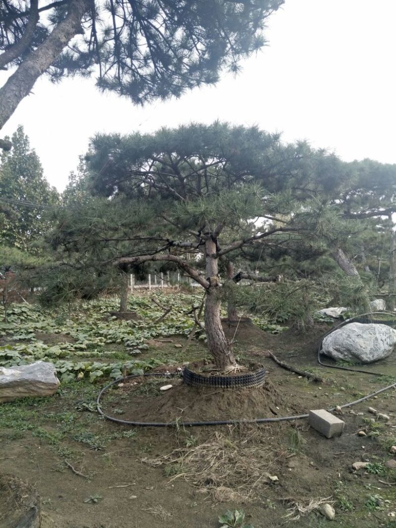 造型松6公分