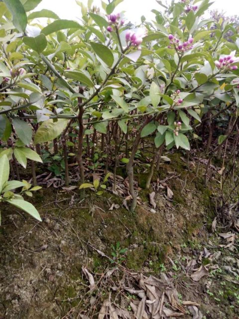 柠檬苗