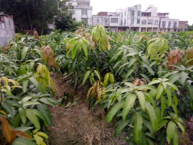 金煌芒树苗金煌，桂七芒果苗供应