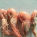 红虾食用冻虾