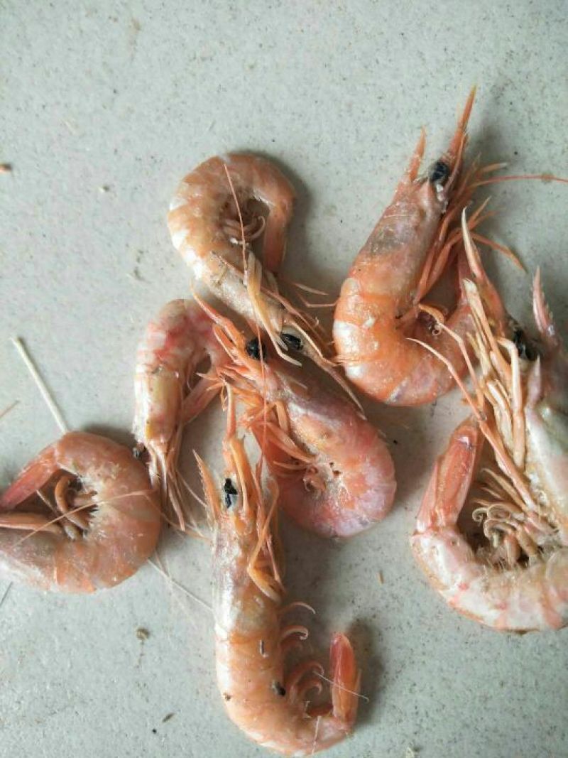 红虾食用冻虾