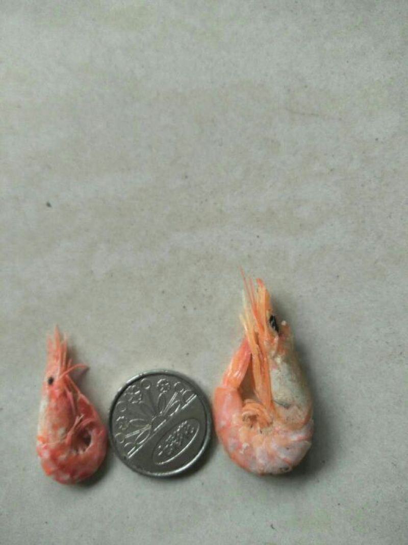 红虾食用冻虾