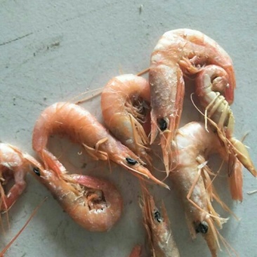 红虾食用冻虾