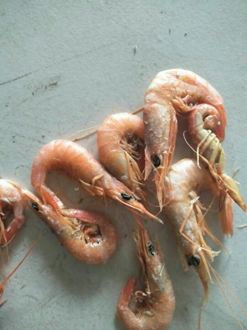 红虾食用冻虾