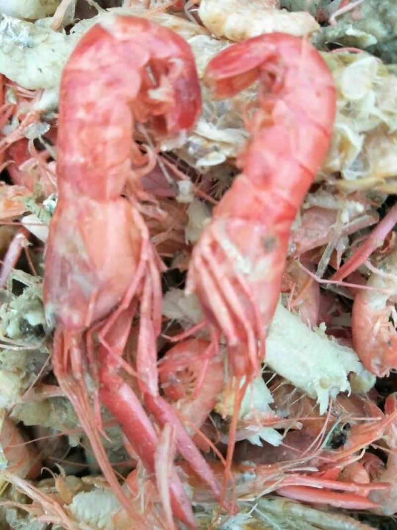 红虾食用冻虾