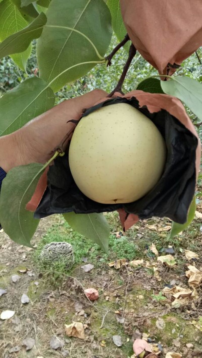 雅安市汉源县白梨400~450g纸袋