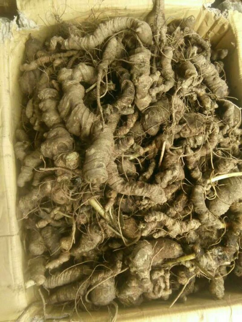 竹节参