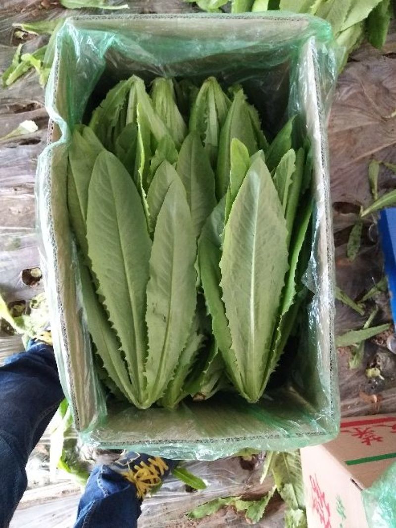 美冠25~30厘米以上