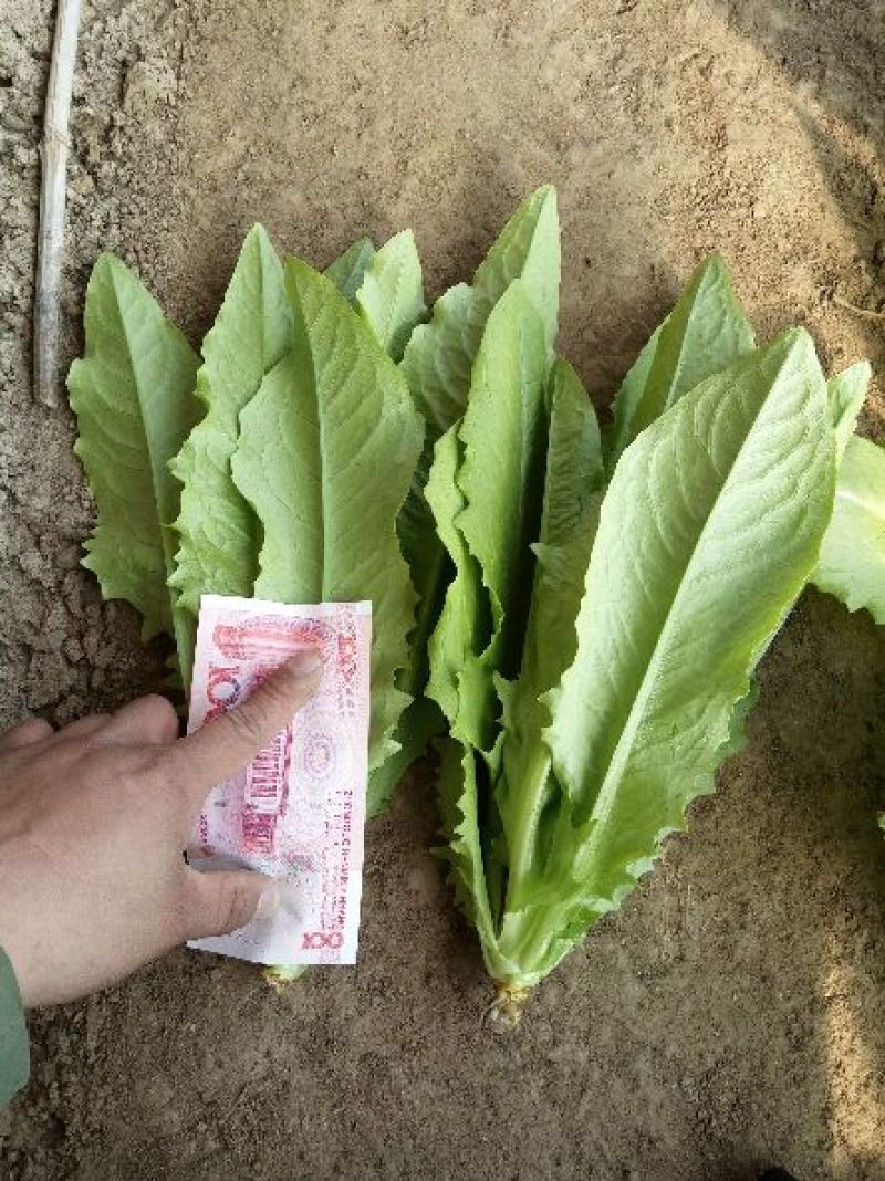 美冠25~30厘米以上