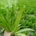 油麦菜