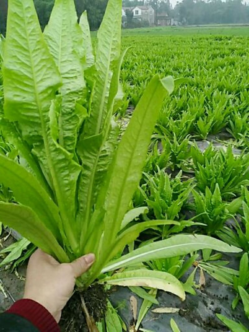 油麦菜