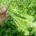 荠菜5~10cm