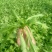 荠菜5~10cm
