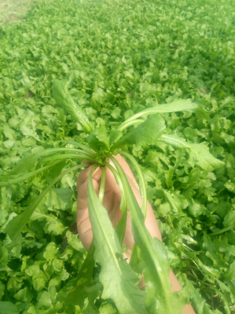 荠菜5~10cm