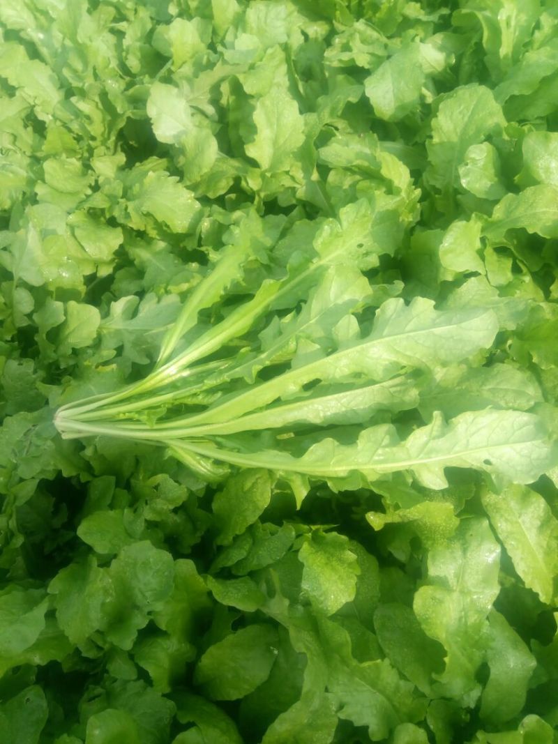 荠菜5~10cm
